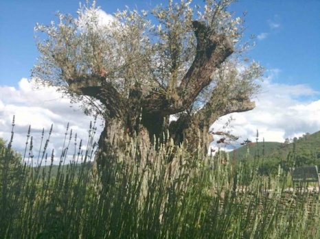 olijf achter lavendel olijf achter lavendel